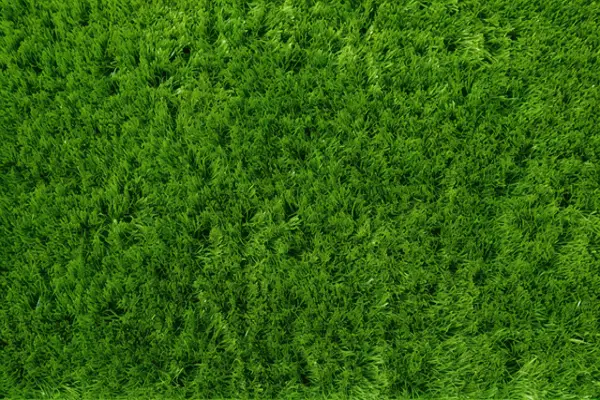 Closeup of Artificial Grass Carpet Texture in Dubai