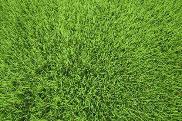 Luxury Artificial Grass Carpet Texture for Garden Lawn installation and maintain services dubai
